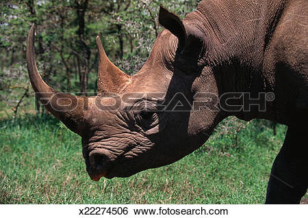 Stock Images of Black rhinoceros (Diceros bicornis) x22274506.