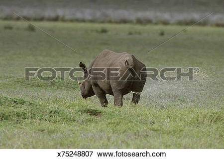 Picture of black rhino diceros bicornis male marking territory.
