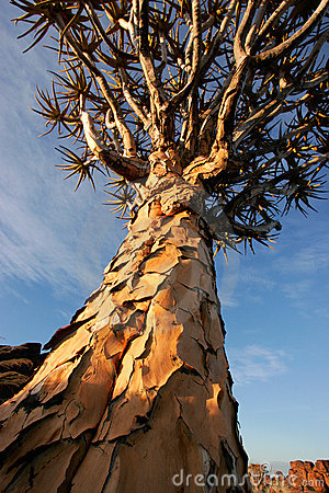 Quiver Tree (Aloe Dichotoma) Stock Photography.