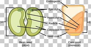 Dicotyledon Monocotyledon Embryo Seed, Rice germination PNG.
