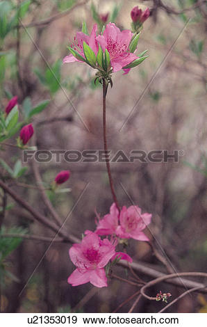 Stock Photograph of Dicotyledon, flowers, Dicotyledoneae, plants.