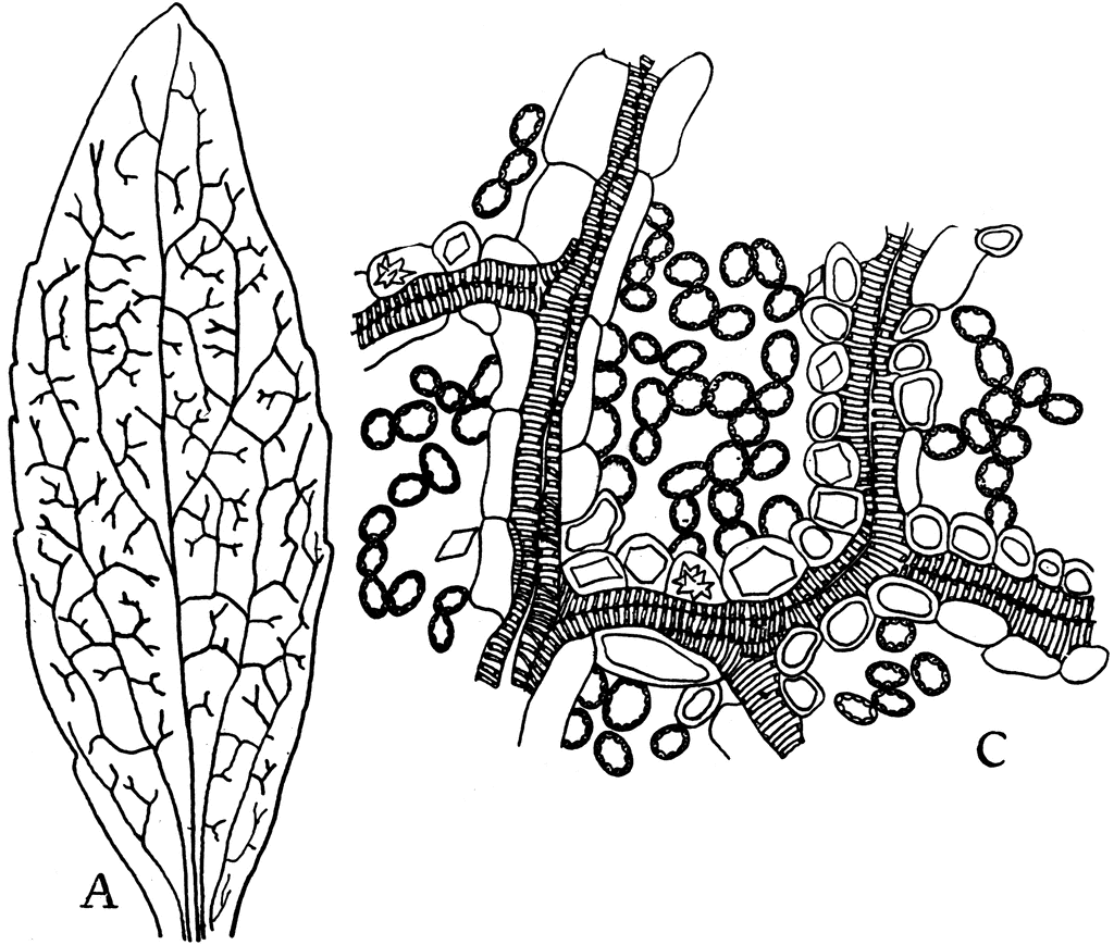 Dicotyledon Leaf.