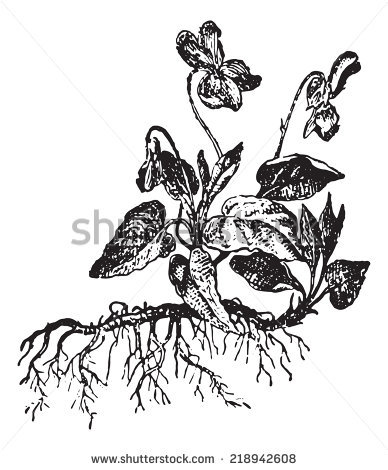 Dicotyledon Stock Vectors & Vector Clip Art.