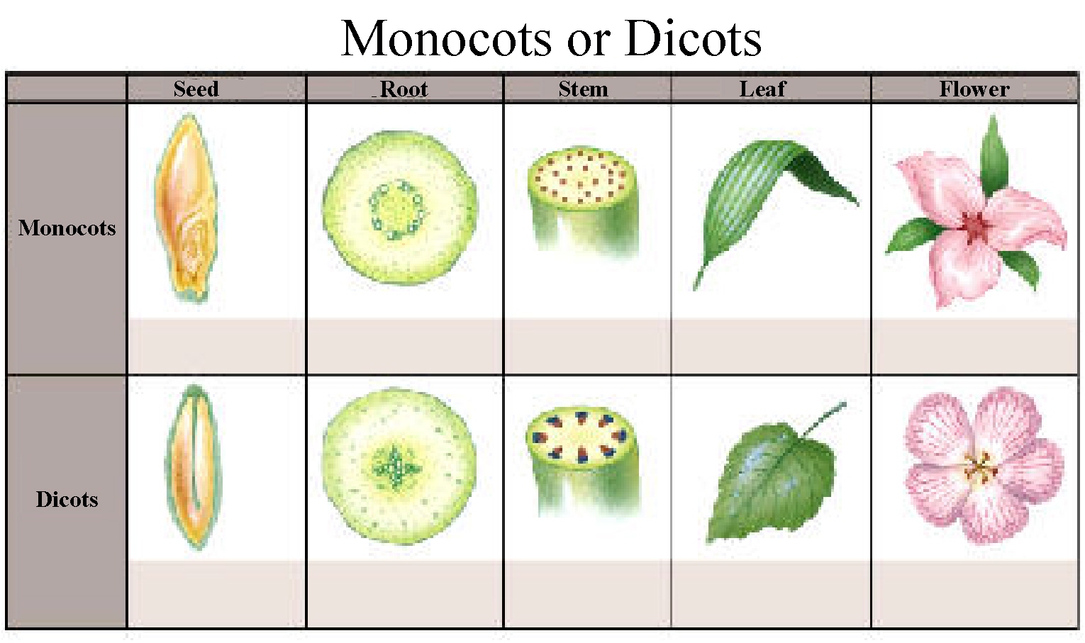 Structure Of Dicot And Monocot Leaf