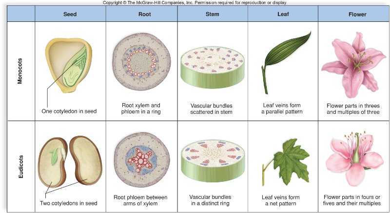 Monocot And Dicot Plants