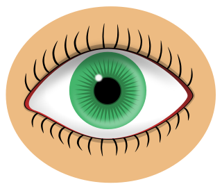 Free Eye Clipart, 3 pages of Public Domain Clip Art.