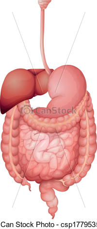 Free clipart digestive system.