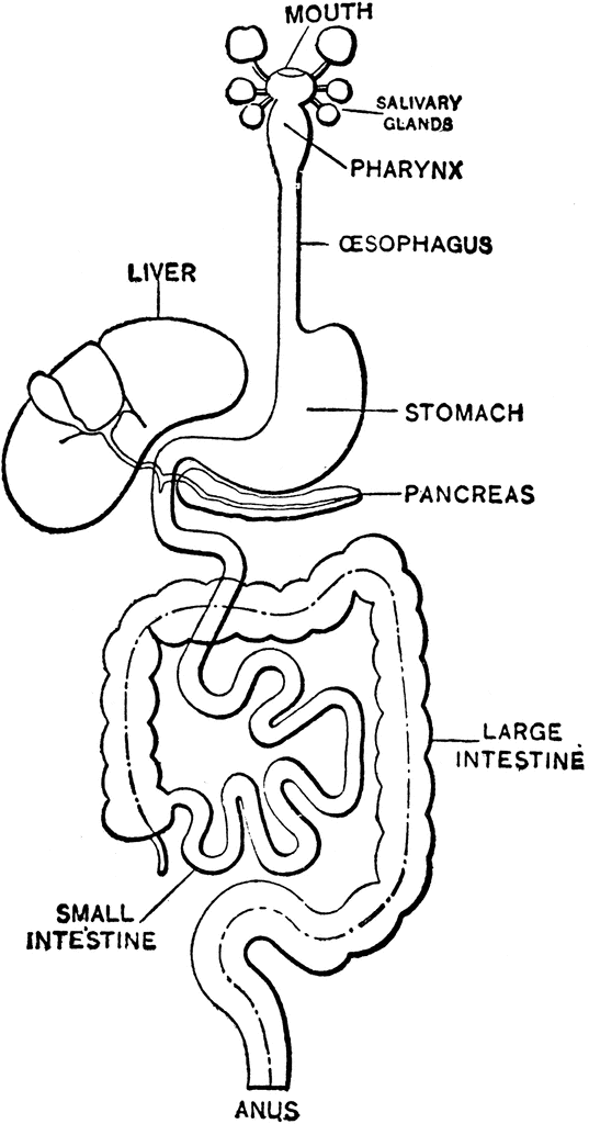 Digestive Clipart 20 Free Cliparts Download Images On Clipground 2025