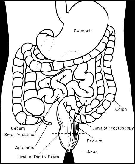 Digestive System clip art Free vector in Open office drawing svg.