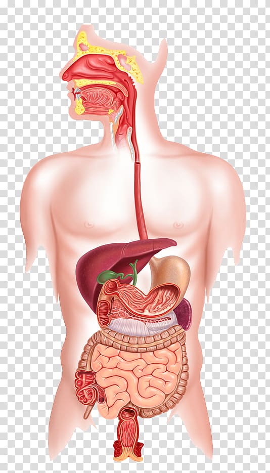 Human body digestive system illustration, Human digestive system.