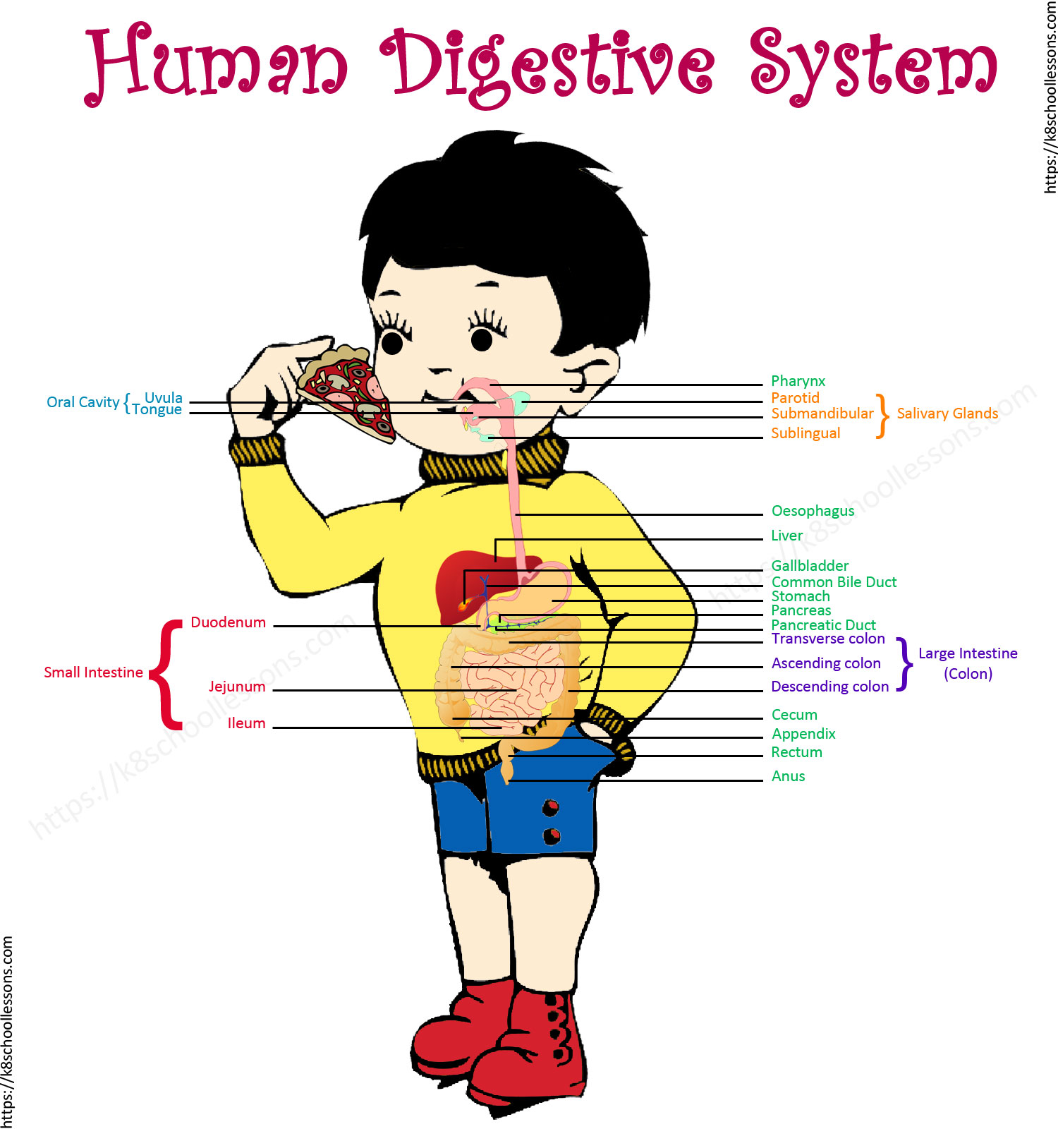 Digestive System for Kids.