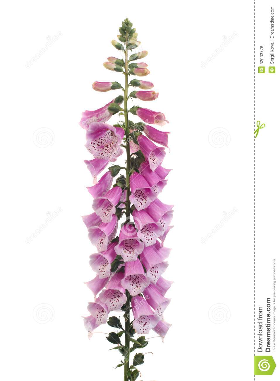 Purple Foxglove Flowers Isolated On White Royalty Free Stock Image.