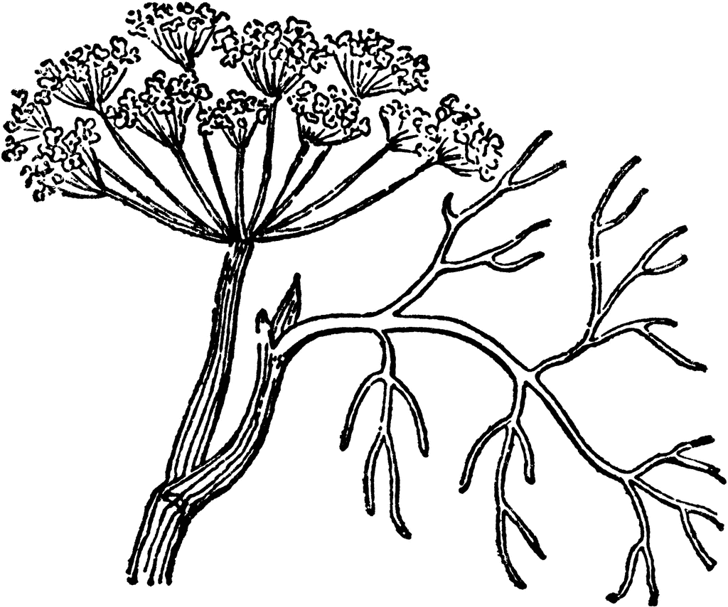 Dill Clipart.