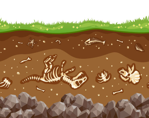 dinosaur fossil clipart 20 free Cliparts | Download images on