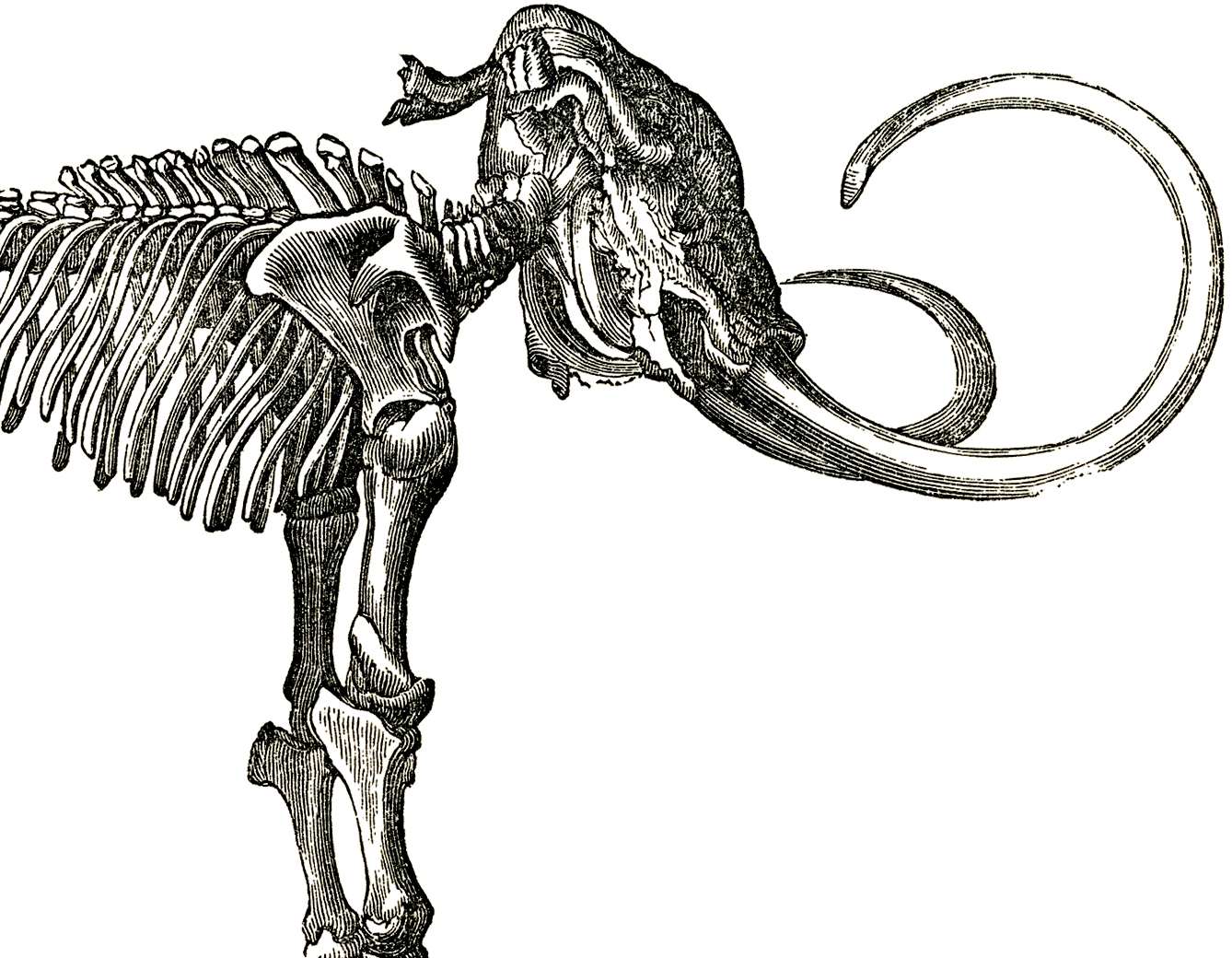 Free Dinosaur Bones Clip Art!.