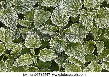 Picture of Large stinging nettle (Urtica dioica) with hoarfrost.
