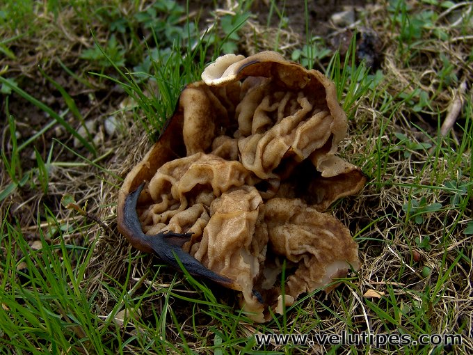 Disciotis venosa, suonimörsky @ Natural Fungi in Finland.