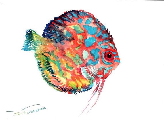 Discus cichlid clipart 20 free Cliparts | Download images on Clipground ...