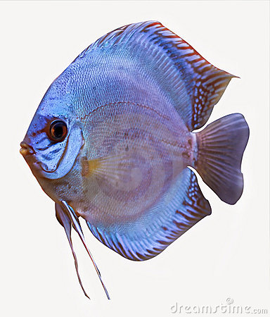 Discus Fish Clipart.