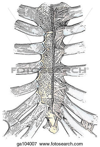 Stock Illustration of Anterior view of the sternocostal and.