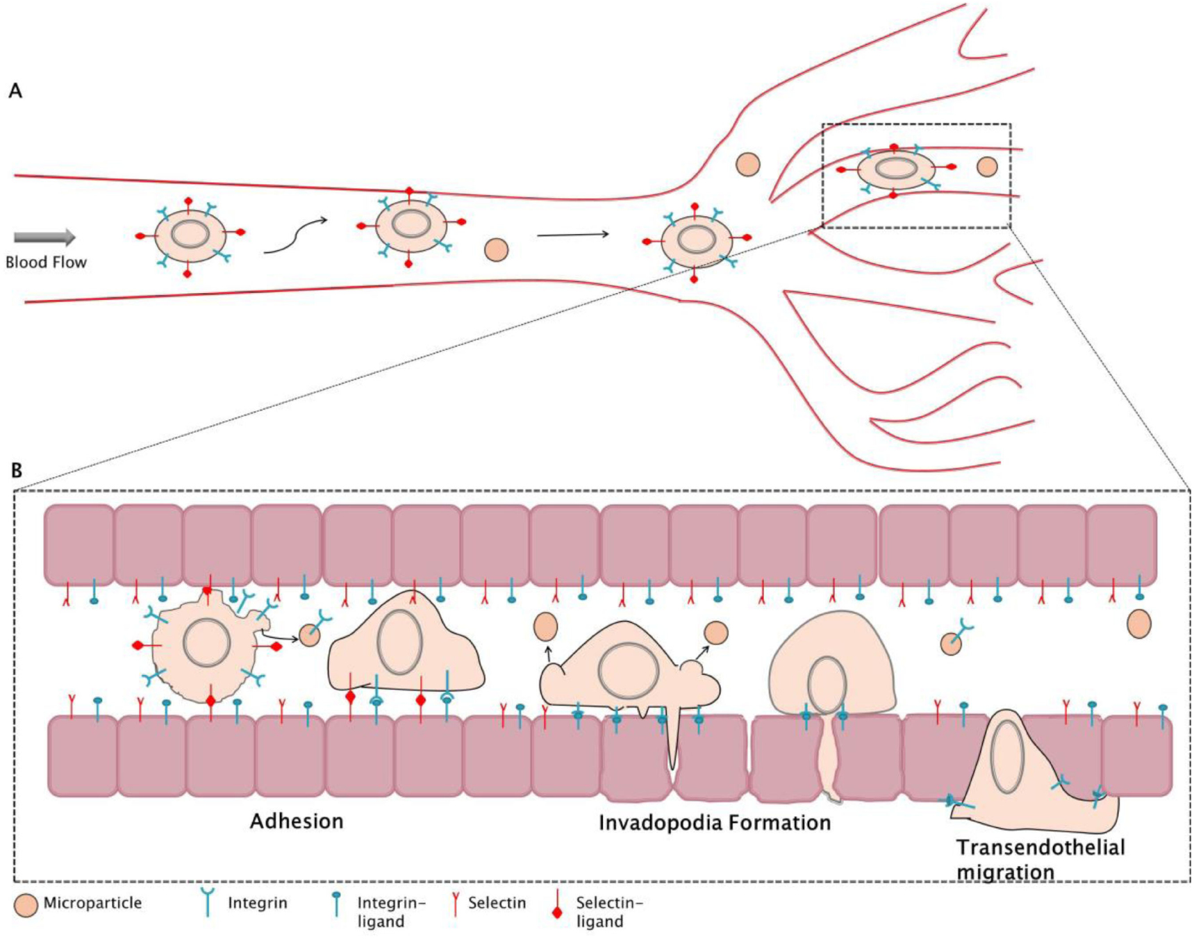 Cancer dissemination from a physical sciences perspective.