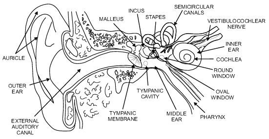 Parts of the ear clipart.