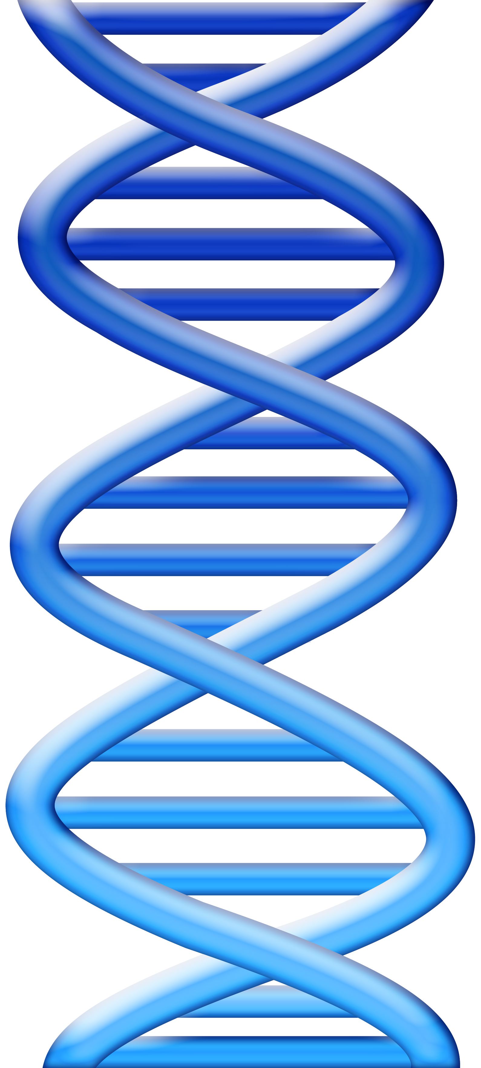 Dna clipart free download.