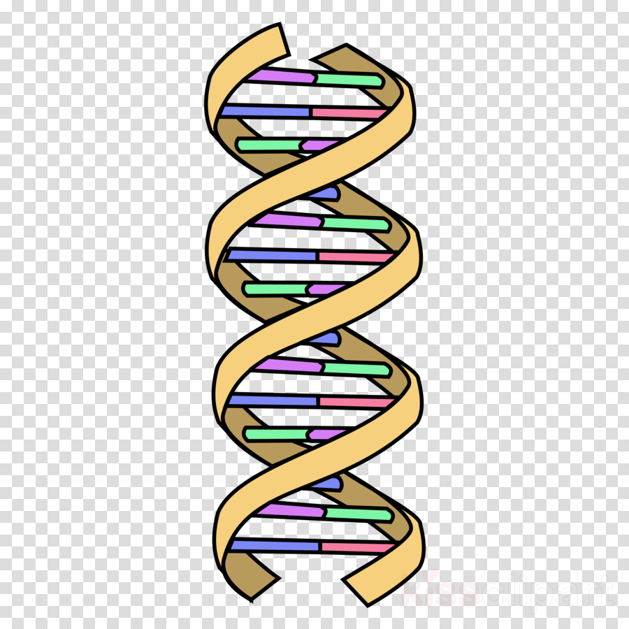 Dna Clipart Transparent 20 Free Cliparts Download Images On