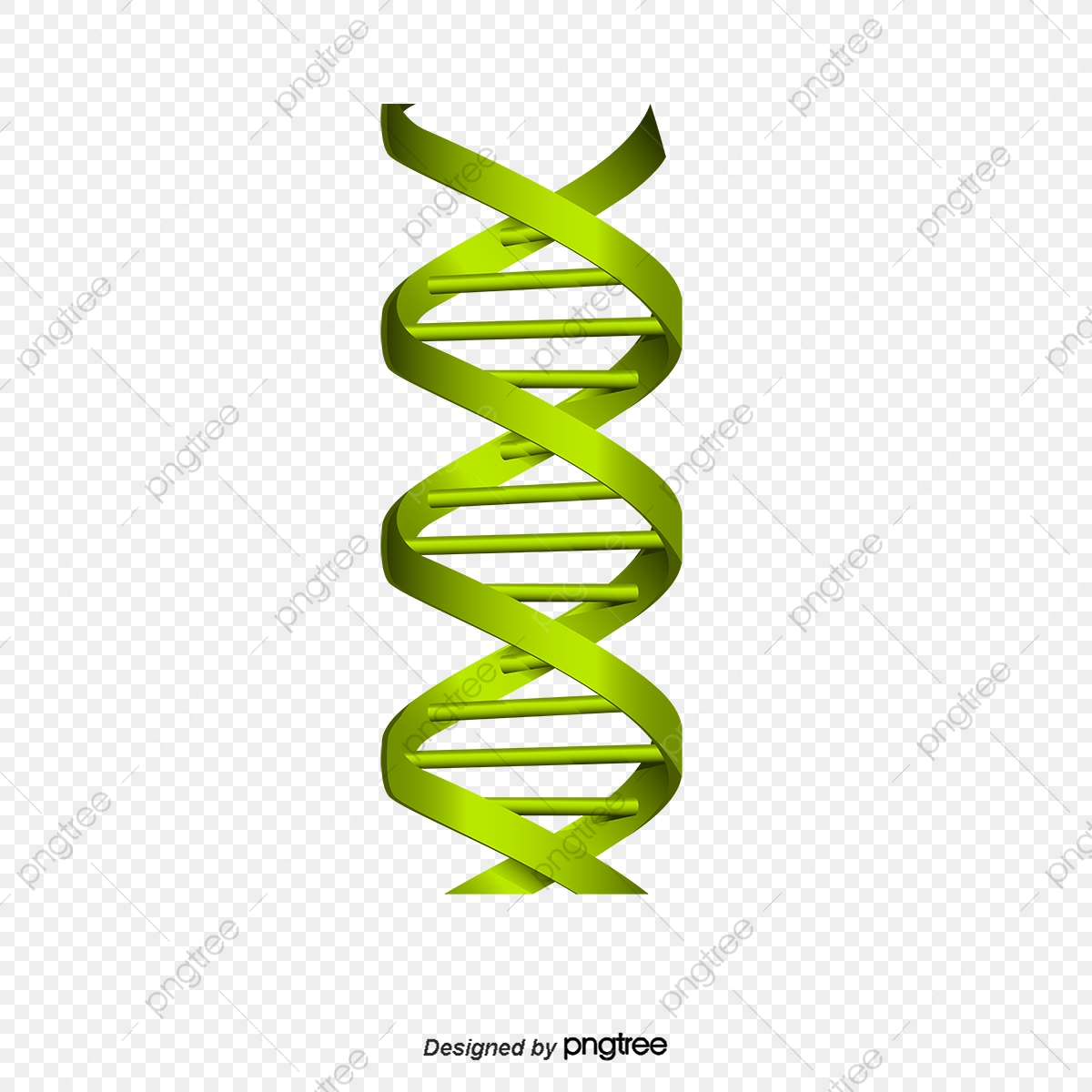 Dna Strand, Dna, Green, Chain Gene PNG Transparent Clipart Image and.