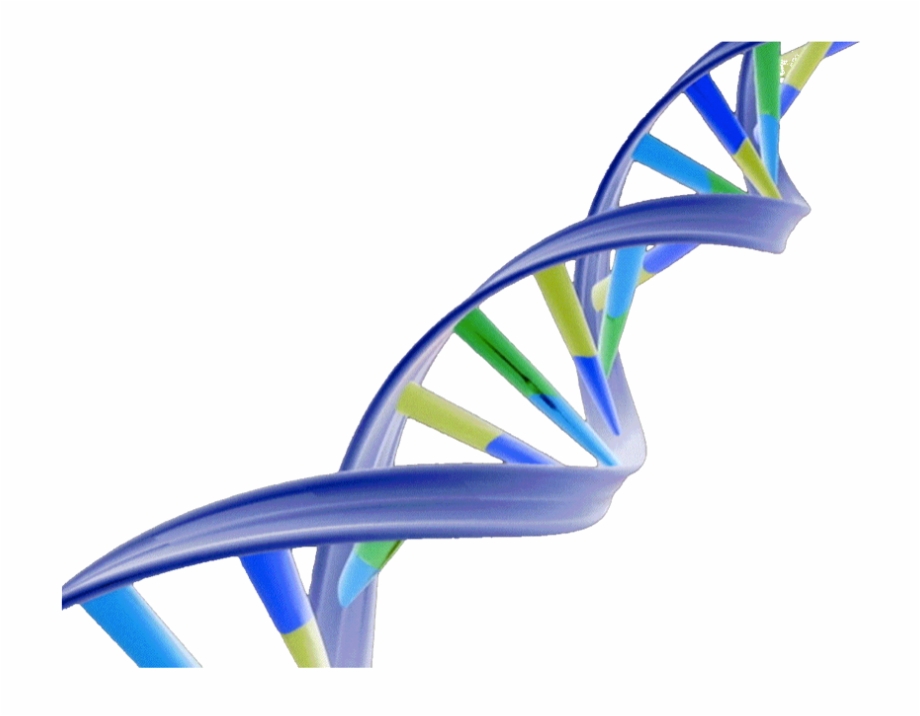 dna structure clipart 10 free Cliparts | Download images on Clipground 2024