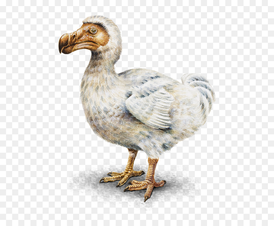 dodo png 20 free Cliparts | Download images on Clipground 2022