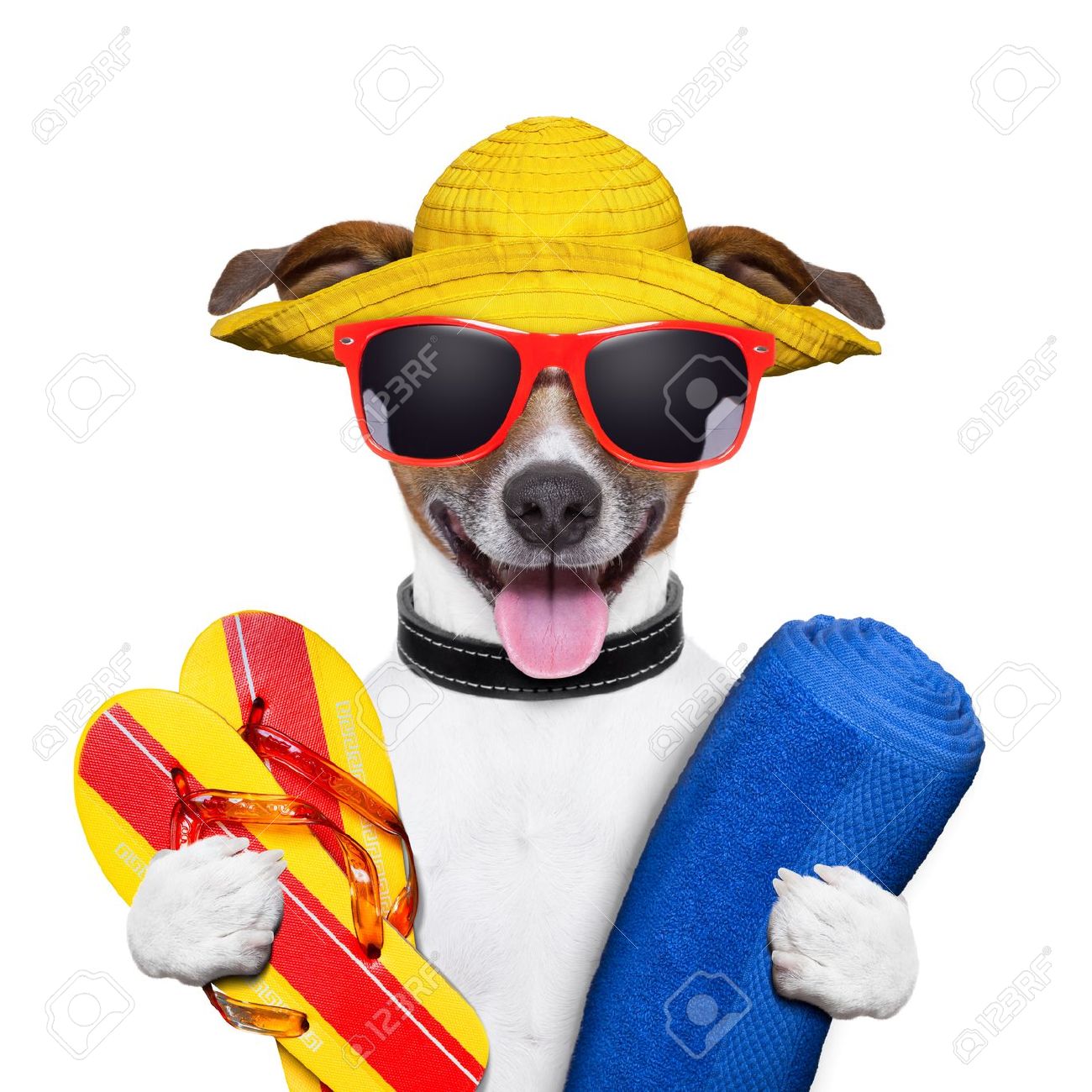 Summer Dog With Towel And Flip Flops Stock Photo, Picture And.