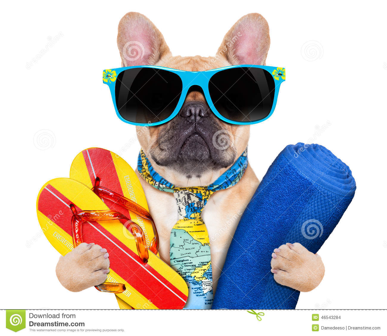 Cool Dog At The Beach Stock Photo.