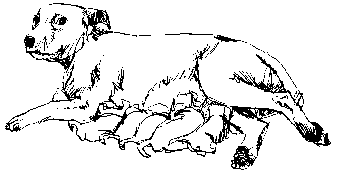 Mother Dog And Puppies Clipart.