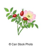 Dog rose Clipart and Stock Illustrations. 494 Dog rose vector EPS.