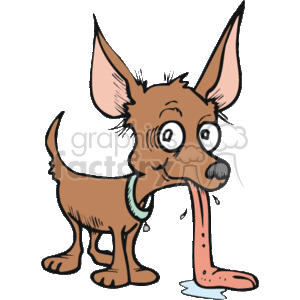 Little chihuahua with long tongue hanging out clipart. Royalty.