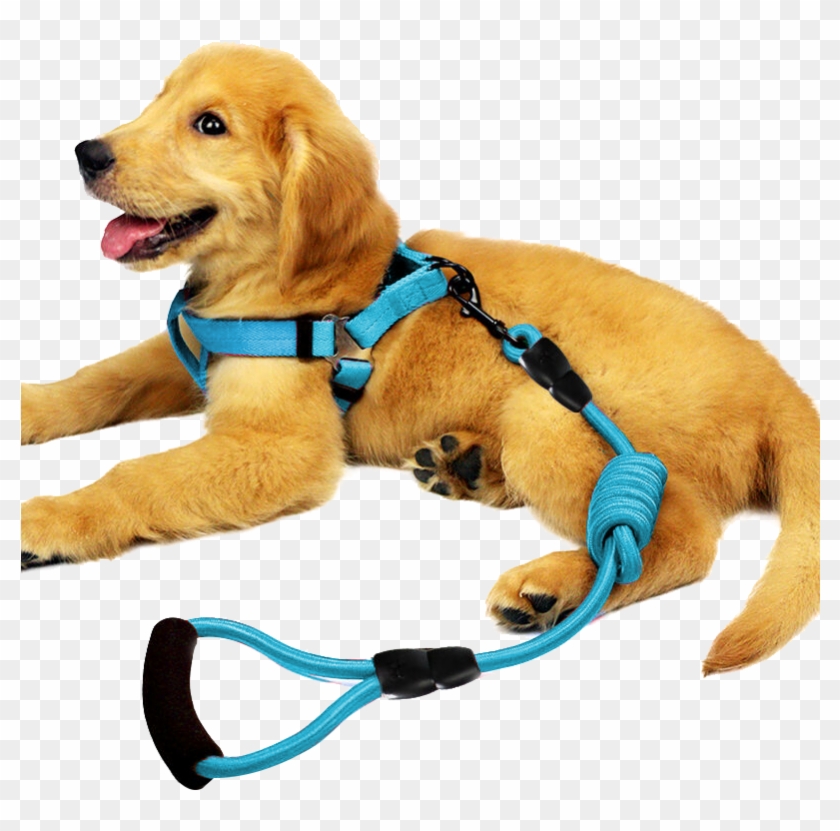 Pedi Bear Petenjoy Dog Leash Dog Chain Dog Collar Chest.