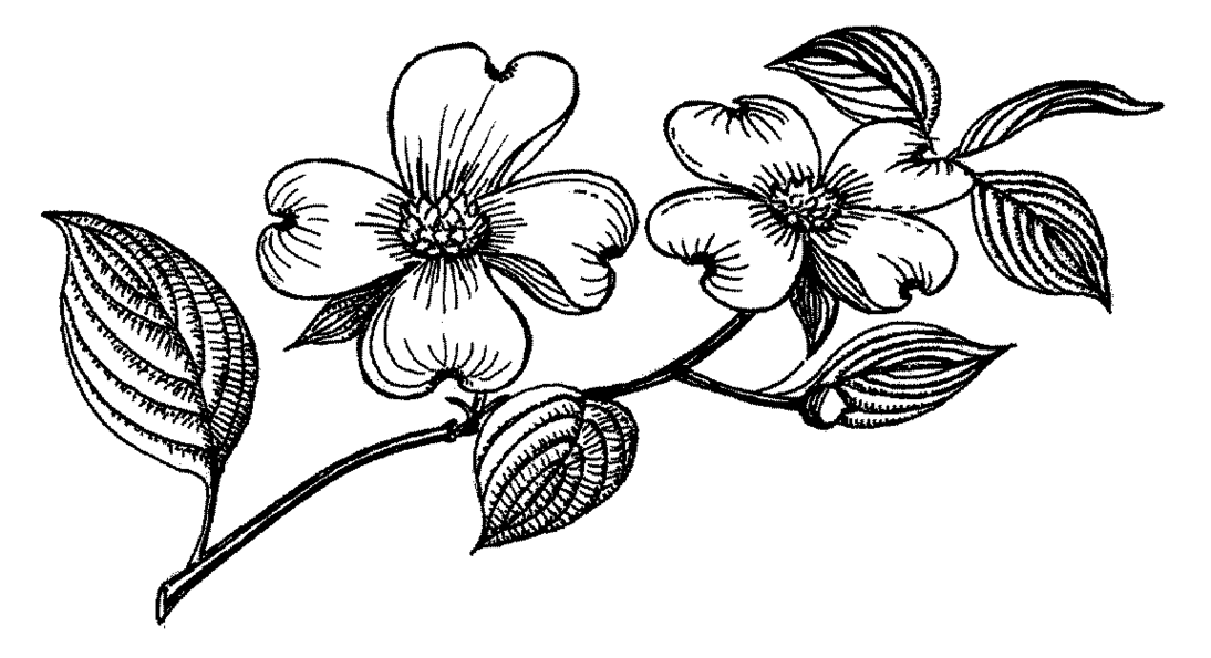 Pink dogwood clip art.