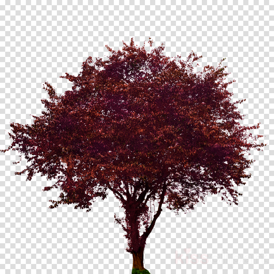 dogwood png 20 free Cliparts | Download images on Clipground 2021