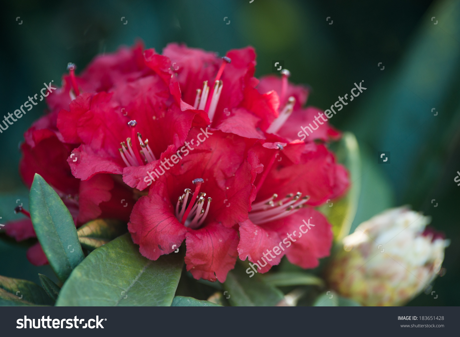 Rhododendron Arboreum Azalea Doi Inthanon National Stock Photo.
