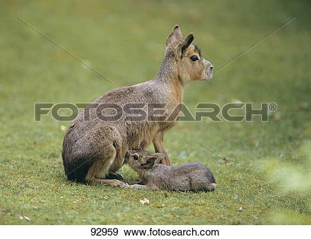 Stock Photograph of Patagonian Mara.