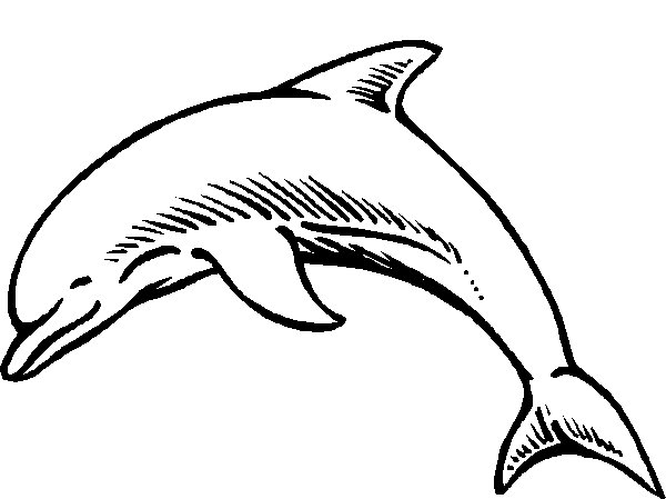 Dolphin Outline Clip Art.