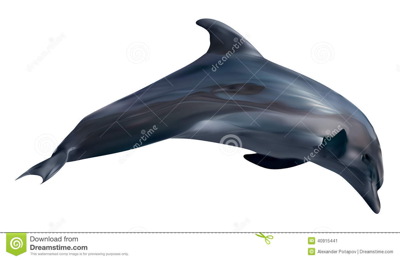 Dolphin jpg royalty free stock real png files, Free CLip Art.