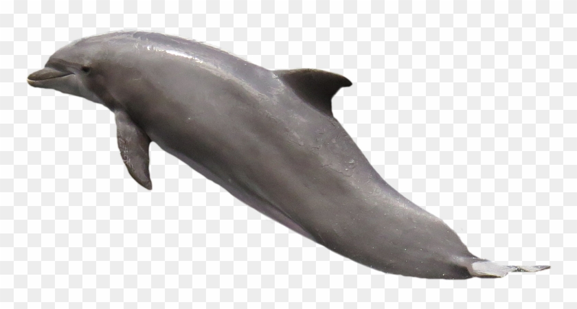 Dolphin Png 7, Buy Clip Art.