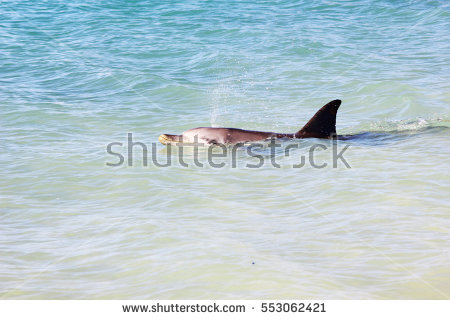 Blowhole Stock Images, Royalty.