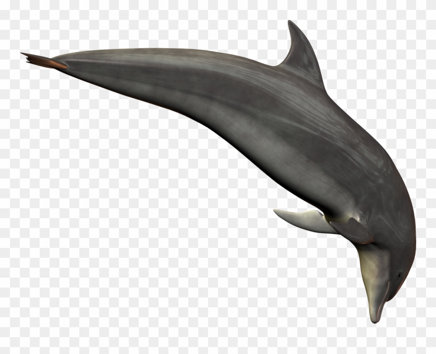 dolphins png 20 free Cliparts | Download images on Clipground 2021