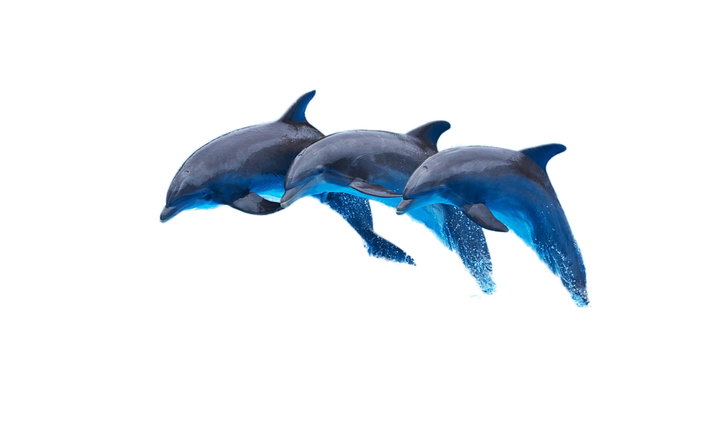 dolphins png 20 free Cliparts | Download images on Clipground 2021