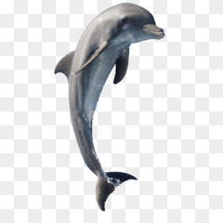 Dolphin Jumping PNG Images, Free Transparent Image Download.