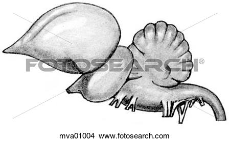 Drawings of Brain, domestic fowl mva01004.