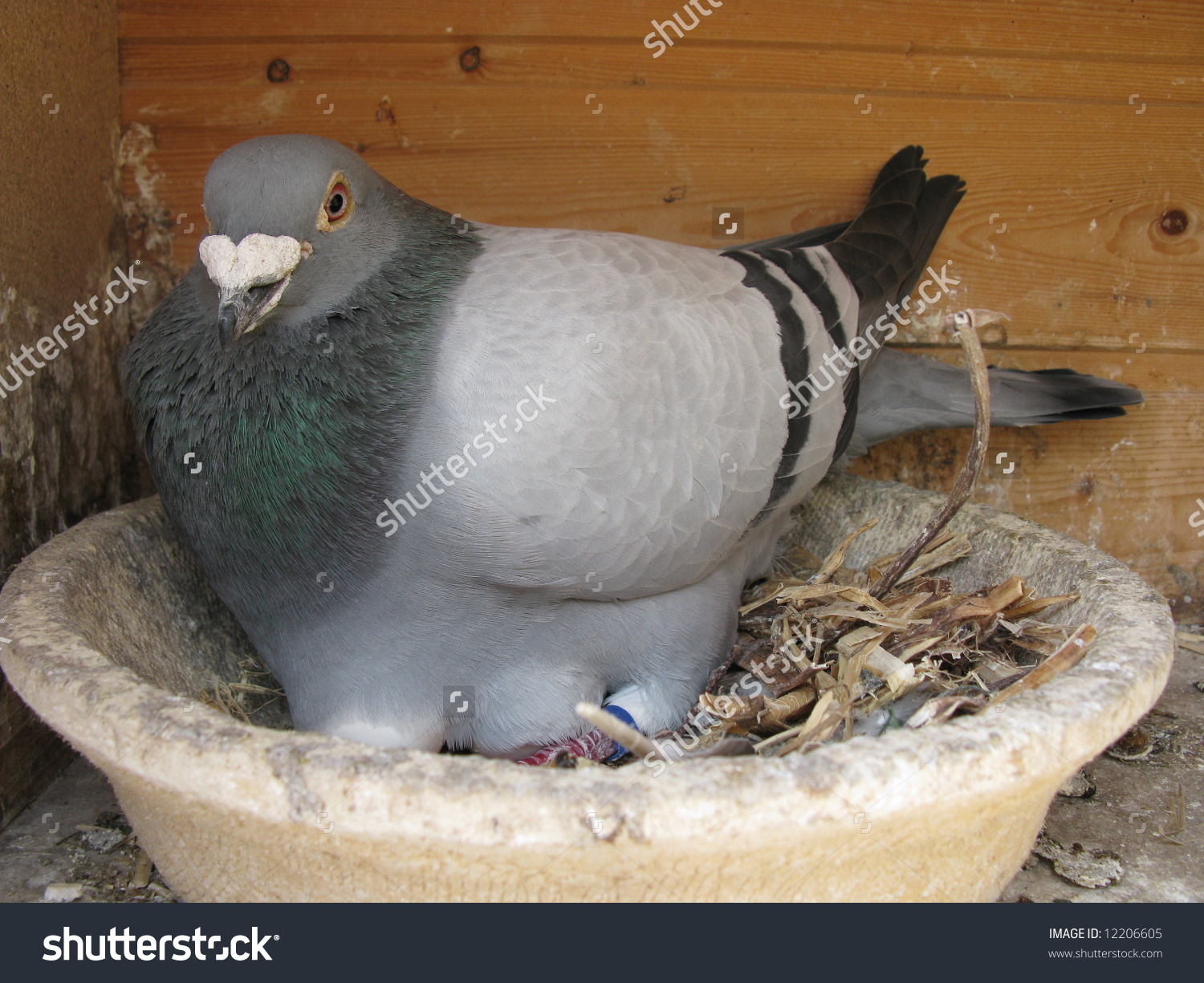 Brood Carrier Pigeons, The Homing Pigeon Is A Variety Of Domestic.